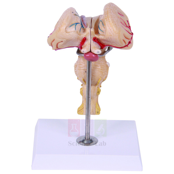 Human Brain Stem Model